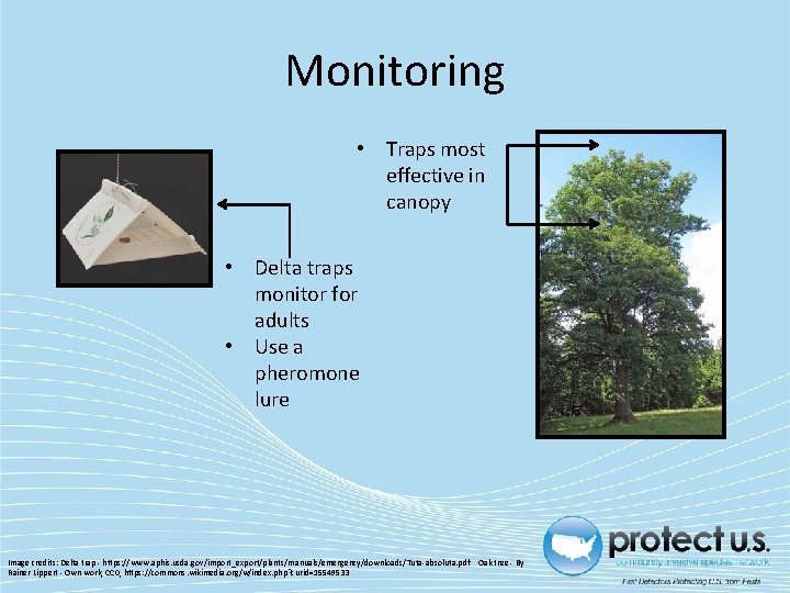 Monitoring • Traps most effective in canopy • Delta traps monitor for adults • Monitoring • Traps most effective in canopy • Delta traps monitor for adults •