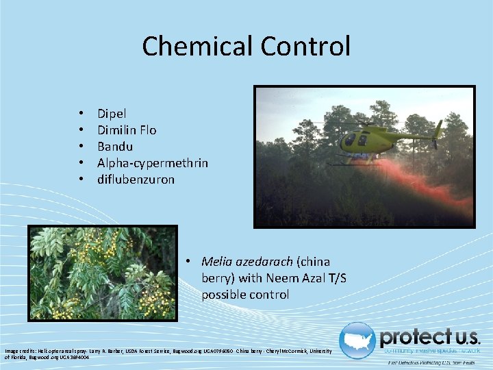 Chemical Control • • • Dipel Dimilin Flo Bandu Alpha-cypermethrin diflubenzuron • Melia azedarach Chemical Control • • • Dipel Dimilin Flo Bandu Alpha-cypermethrin diflubenzuron • Melia azedarach