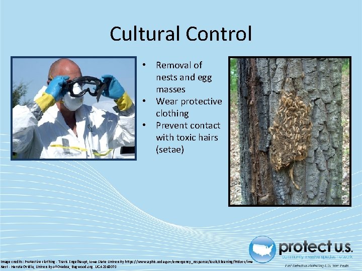 Cultural Control • Removal of nests and egg masses • Wear protective clothing • Cultural Control • Removal of nests and egg masses • Wear protective clothing •