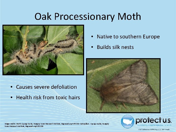 Oak Processionary Moth • Native to southern Europe • Builds silk nests • Causes Oak Processionary Moth • Native to southern Europe • Builds silk nests • Causes