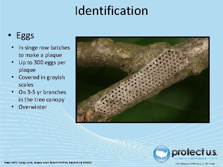 Identification • Eggs • In singe row batches to make a plaque • Up Identification • Eggs • In singe row batches to make a plaque • Up