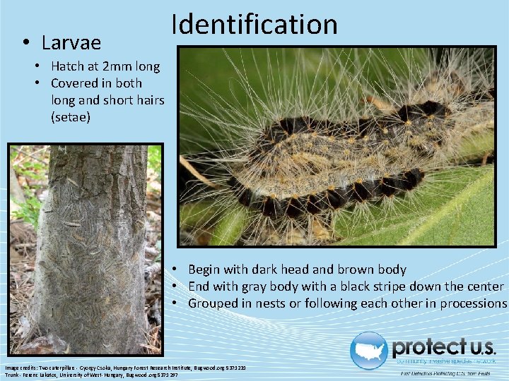 • Larvae Identification • Hatch at 2 mm long • Covered in both • Larvae Identification • Hatch at 2 mm long • Covered in both