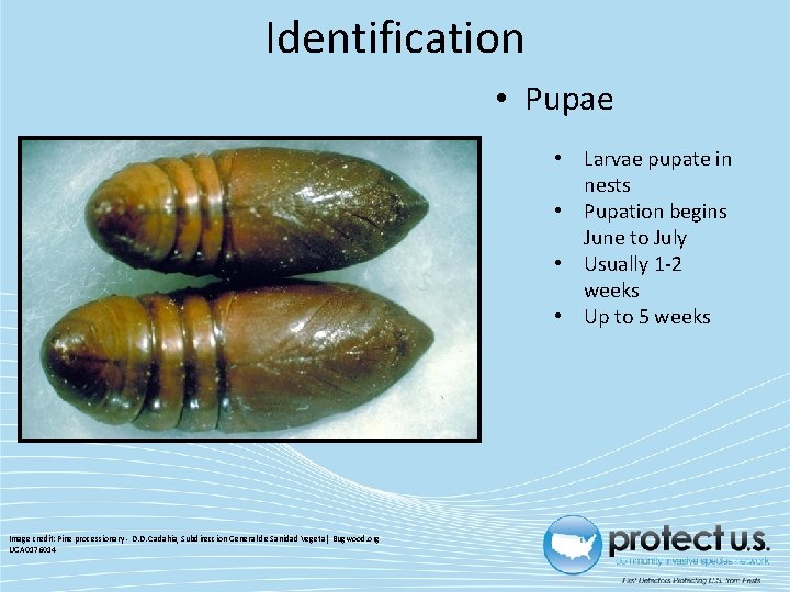 Identification • Pupae • Larvae pupate in nests • Pupation begins June to July Identification • Pupae • Larvae pupate in nests • Pupation begins June to July