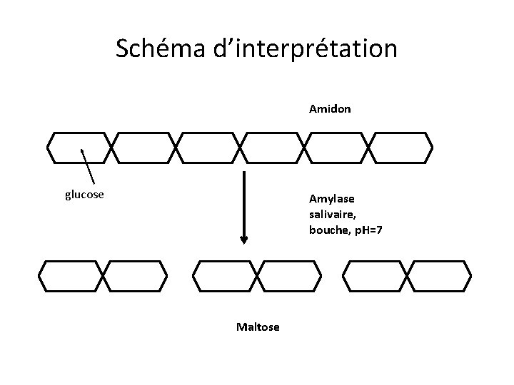 Schéma d’interprétation Amidon glucose Amylase salivaire, bouche, p. H=7 Maltose 