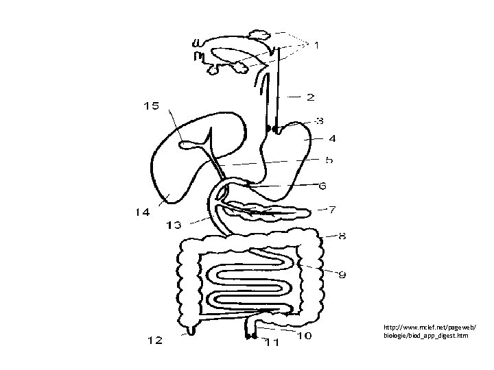 http: //www. mclef. net/pageweb/ biologie/biod_app_digest. htm 