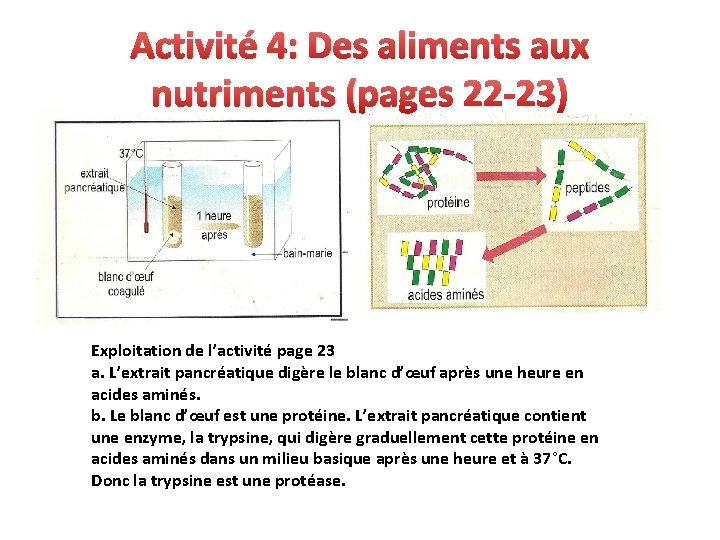 Activité 4: Des aliments aux nutriments (pages 22 -23) Exploitation de l’activité page 23