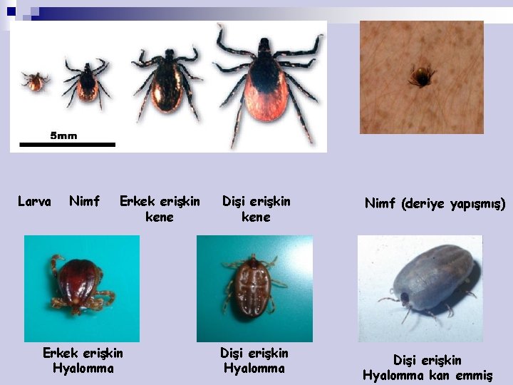 Larva Nimf Erkek erişkin kene Erkek erişkin Hyalomma Dişi erişkin kene Dişi erişkin Hyalomma