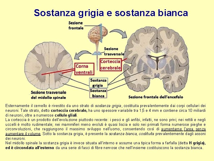 Sostanza grigia e sostanza bianca Esternamente il cervello è rivestito da uno strato di