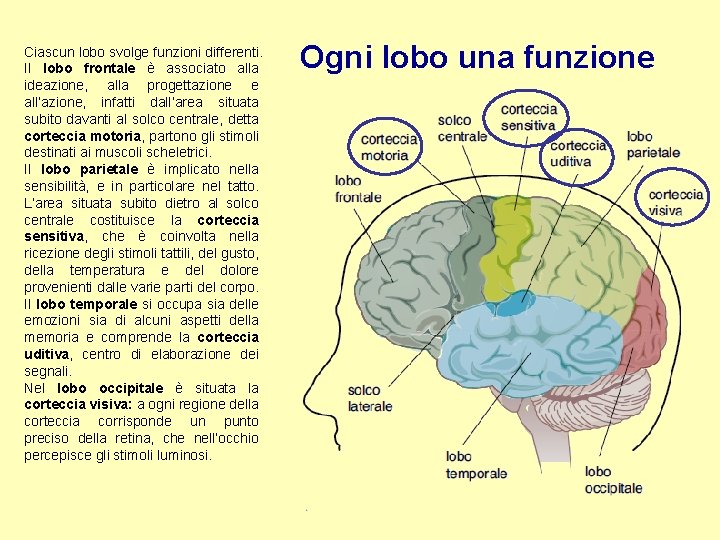 Ciascun lobo svolge funzioni differenti. Il lobo frontale è associato alla ideazione, alla progettazione