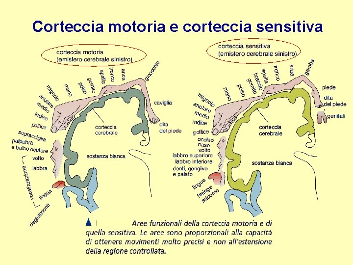 Corteccia motoria e corteccia sensitiva 