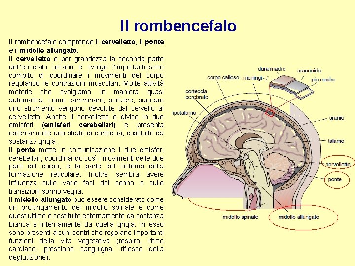 Il rombencefalo comprende il cervelletto, il ponte e il midollo allungato. Il cervelletto è