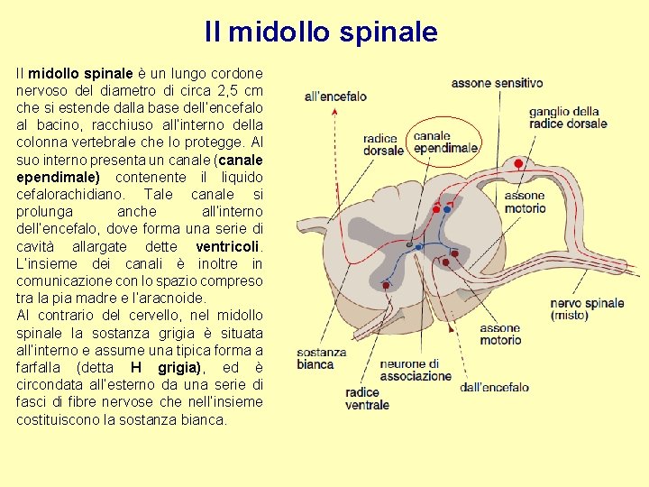 Il midollo spinale è un lungo cordone nervoso del diametro di circa 2, 5