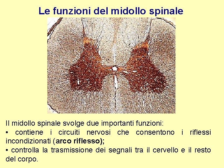 Le funzioni del midollo spinale Il midollo spinale svolge due importanti funzioni: • contiene