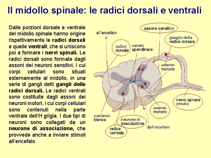 Il midollo spinale: le radici dorsali e ventrali Dalle porzioni dorsale e ventrale del