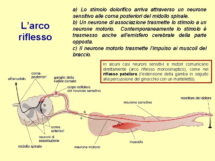 L’arco riflesso a) Lo stimolo dolorifico arriva attraverso un neurone sensitivo alle corna posteriori