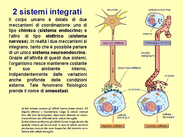 2 sistemi integrati Il corpo umano è dotato di due meccanismi di coordinazione: uno