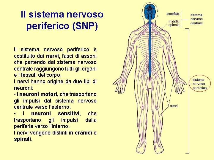 Il sistema nervoso periferico (SNP) Il sistema nervoso periferico è costituito dai nervi, fasci