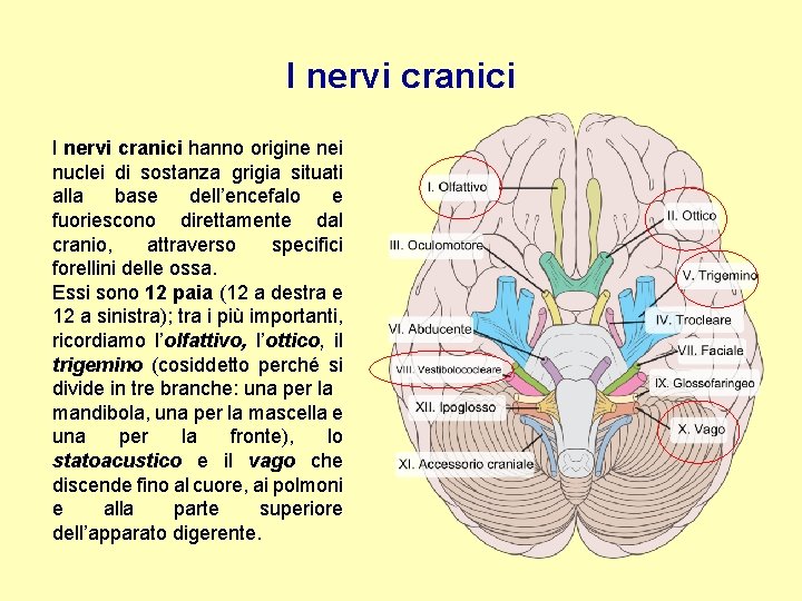 I nervi cranici hanno origine nei nuclei di sostanza grigia situati alla base dell’encefalo