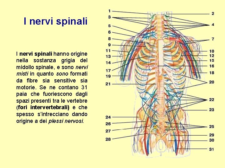 I nervi spinali hanno origine nella sostanza grigia del midollo spinale, e sono nervi