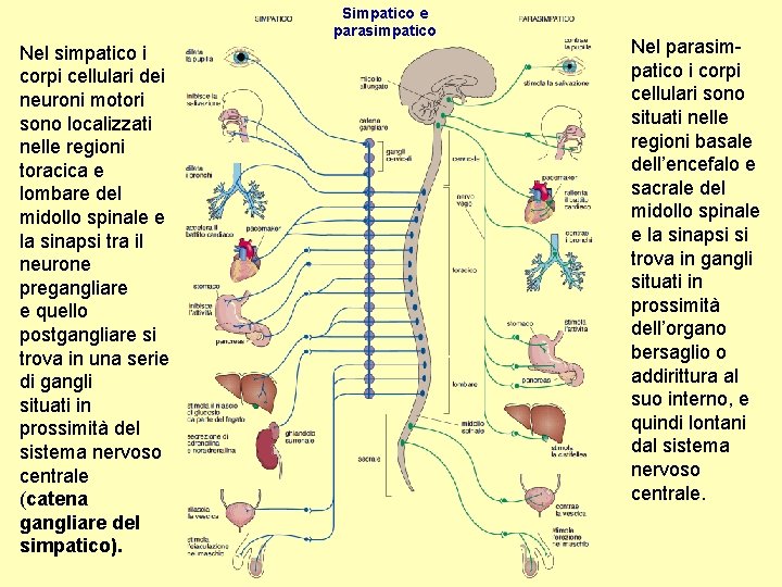 Simpatico e parasimpatico Nel simpatico i corpi cellulari dei neuroni motori sono localizzati nelle