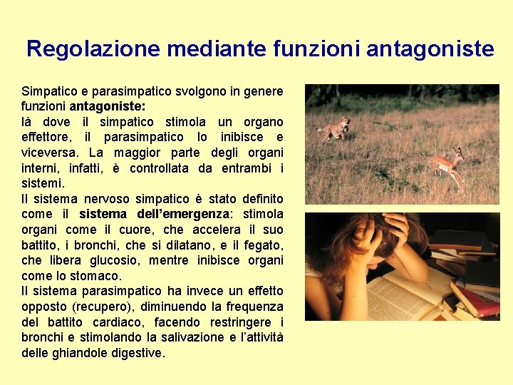 Regolazione mediante funzioni antagoniste Simpatico e parasimpatico svolgono in genere funzioni antagoniste: là dove
