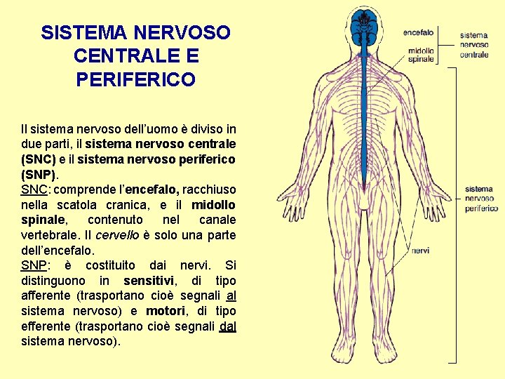 SISTEMA NERVOSO CENTRALE E PERIFERICO Il sistema nervoso dell’uomo è diviso in due parti,