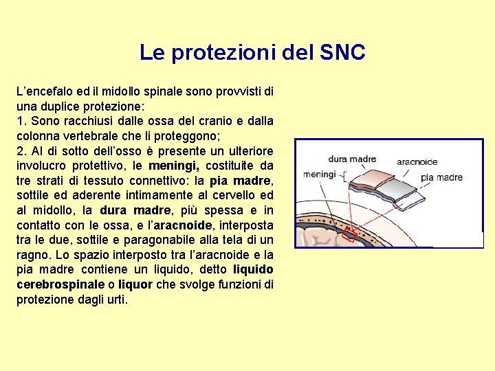 Le protezioni del SNC L’encefalo ed il midollo spinale sono provvisti di una duplice