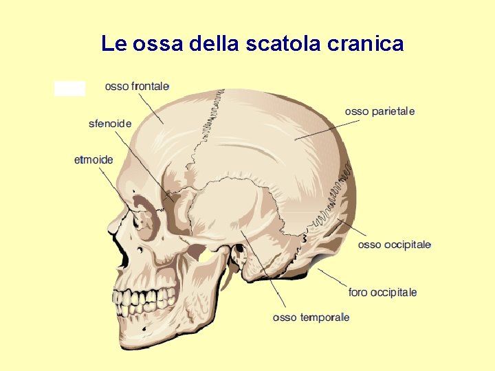 Le ossa della scatola cranica 