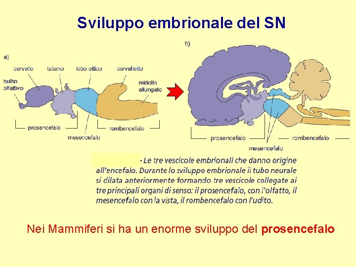 Sviluppo embrionale del SN Nei Mammiferi si ha un enorme sviluppo del prosencefalo 
