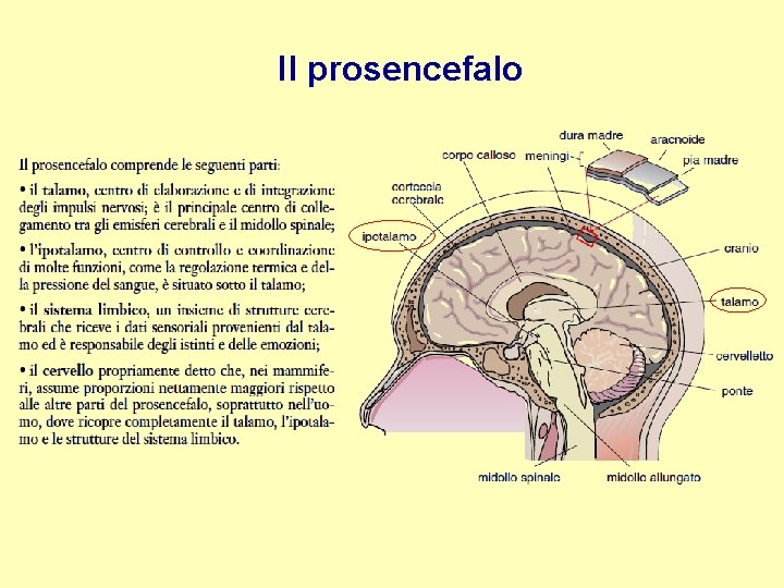 Il prosencefalo 