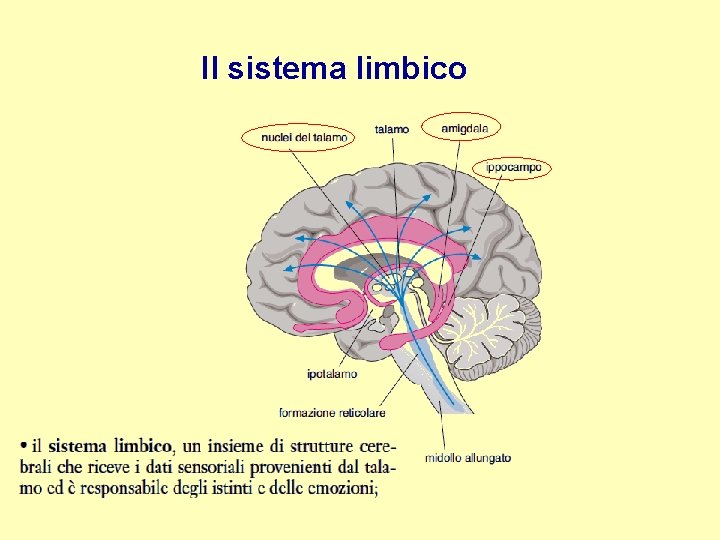 Il sistema limbico 