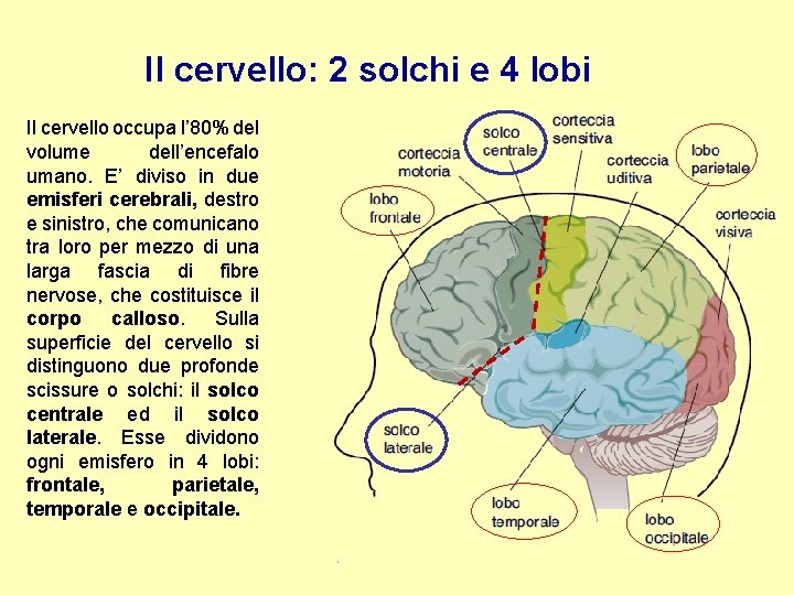 Il cervello: 2 solchi e 4 lobi Il cervello occupa l’ 80% del volume