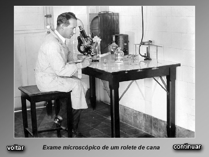 Exame microscópico de um rolete de cana 