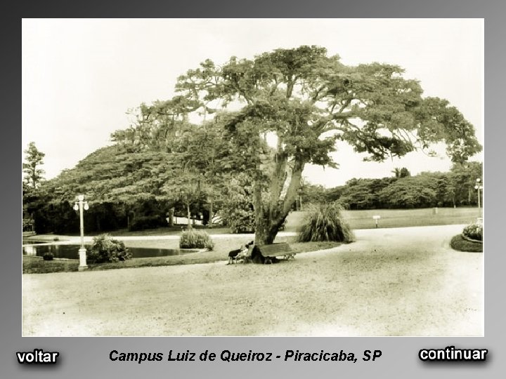 Campus Luiz de Queiroz - Piracicaba, SP 