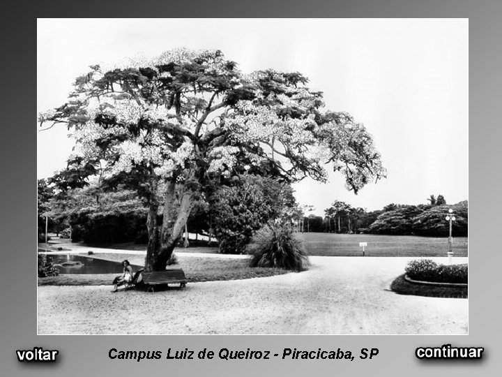 Campus Luiz de Queiroz - Piracicaba, SP 