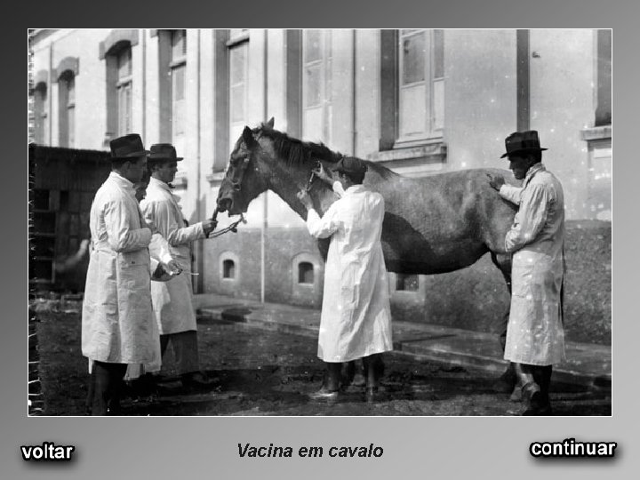 Vacina em cavalo 