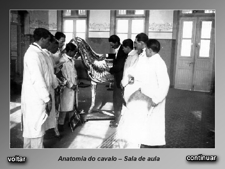 Anatomia do cavalo – Sala de aula 