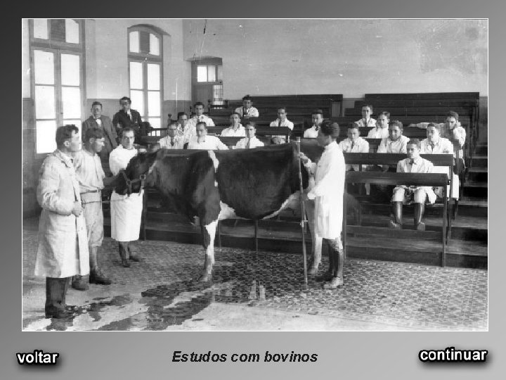 Estudos com bovinos 