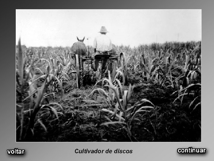 Cultivador de discos 