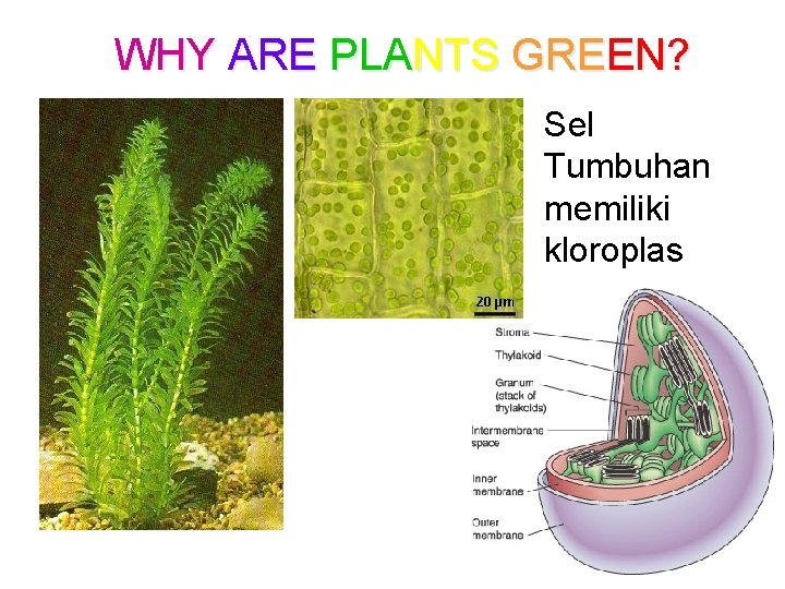 WHY ARE PLANTS GREEN? Sel Tumbuhan memiliki kloroplas 