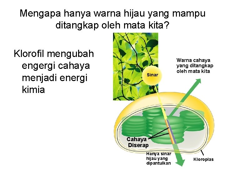 Mengapa hanya warna hijau yang mampu ditangkap oleh mata kita? Klorofil mengubah engergi cahaya