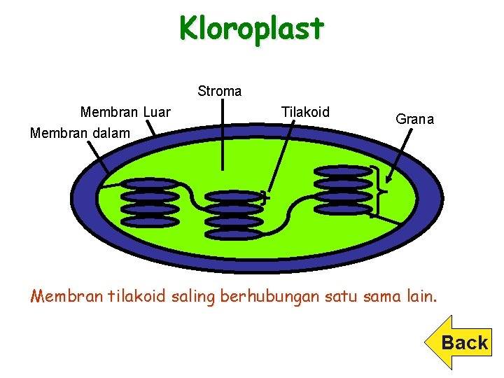 Kloroplast Stroma Membran Luar Membran dalam Tilakoid Grana Membran tilakoid saling berhubungan satu sama