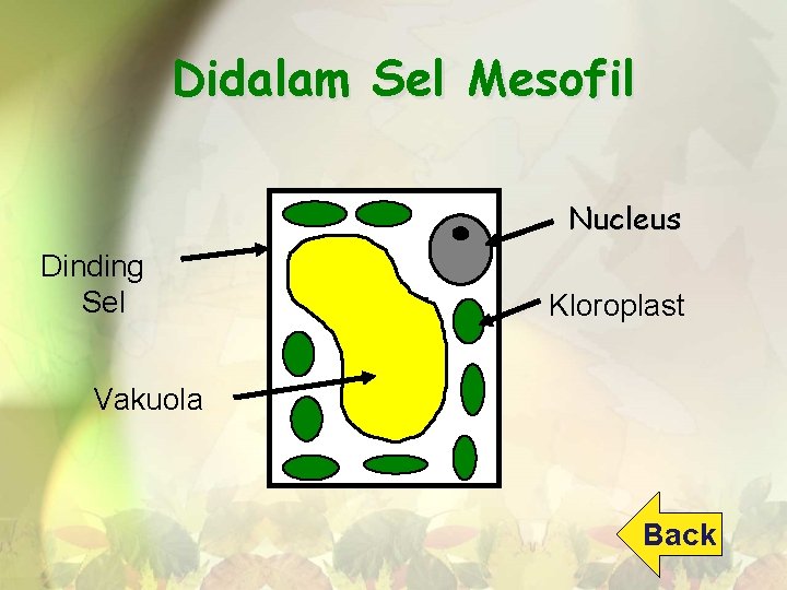 Didalam Sel Mesofil Nucleus Dinding Sel Kloroplast Vakuola Back 