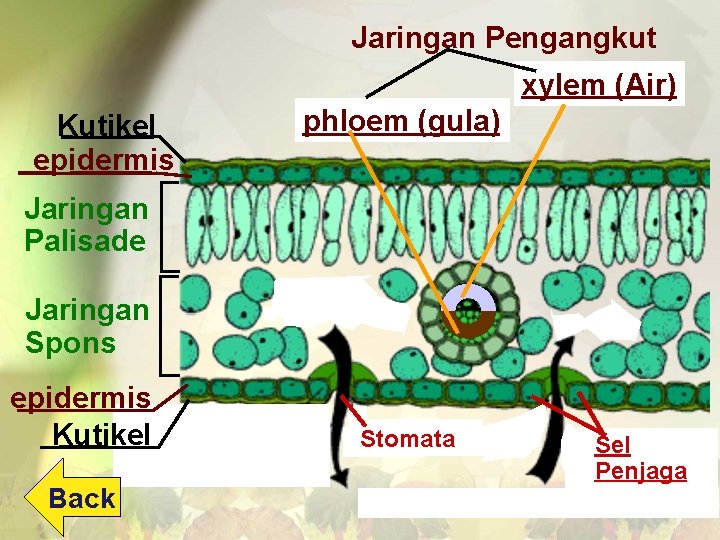 Jaringan Pengangkut xylem (Air) Kutikel epidermis phloem (gula) Jaringan Palisade Jaringan Spons epidermis Kutikel