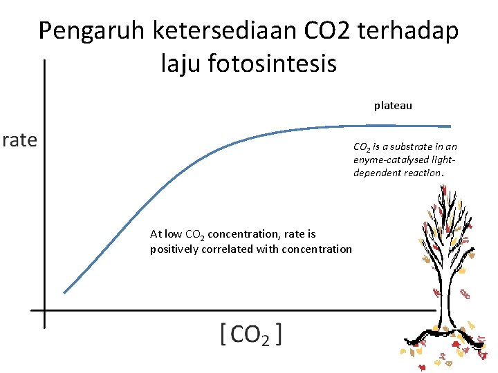 Pengaruh ketersediaan CO 2 terhadap laju fotosintesis plateau CO 2 is a substrate in