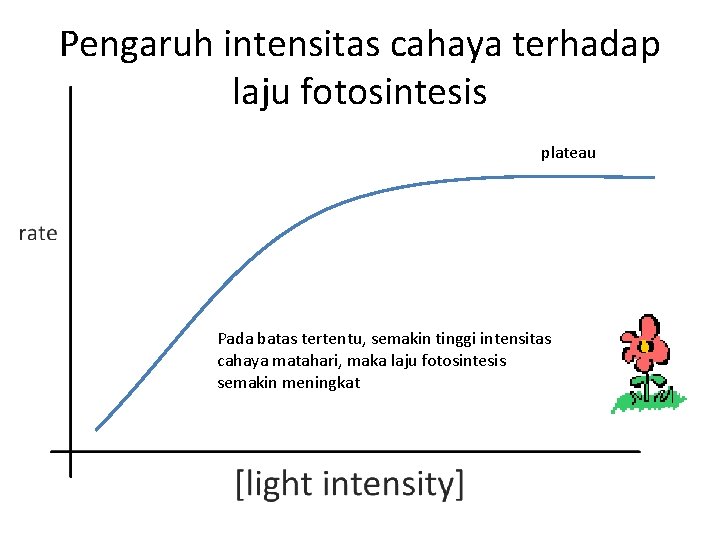 Pengaruh intensitas cahaya terhadap laju fotosintesis plateau Pada batas tertentu, semakin tinggi intensitas cahaya