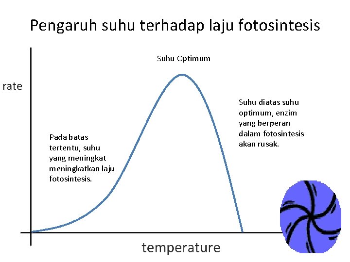 Pengaruh suhu terhadap laju fotosintesis Suhu Optimum Pada batas tertentu, suhu yang meningkatkan laju