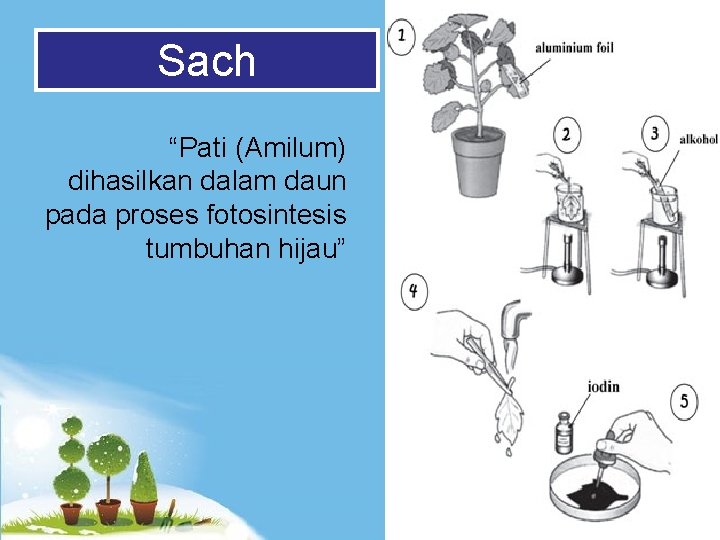 Sach “Pati (Amilum) dihasilkan dalam daun pada proses fotosintesis tumbuhan hijau” Powerpoint Templates Page