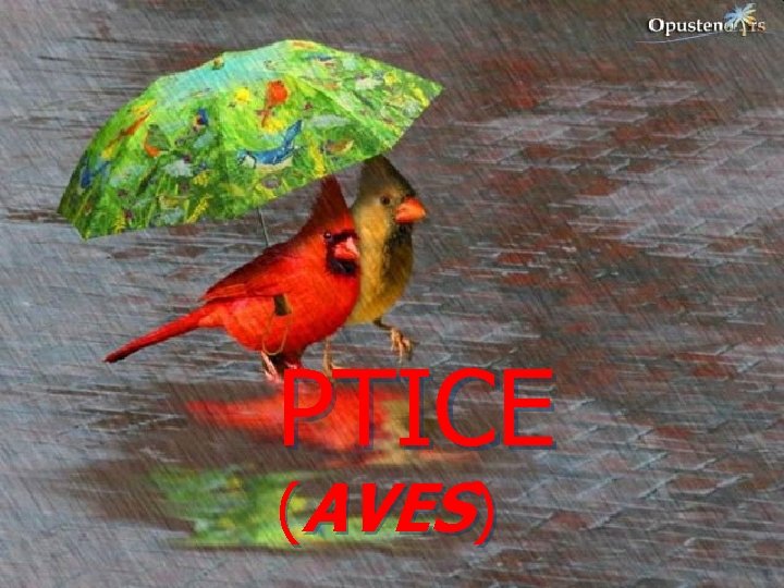 PTICE (AVES) 