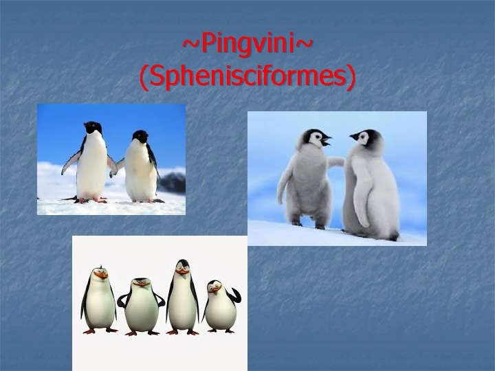 ~Pingvini~ (Sphenisciformes) 